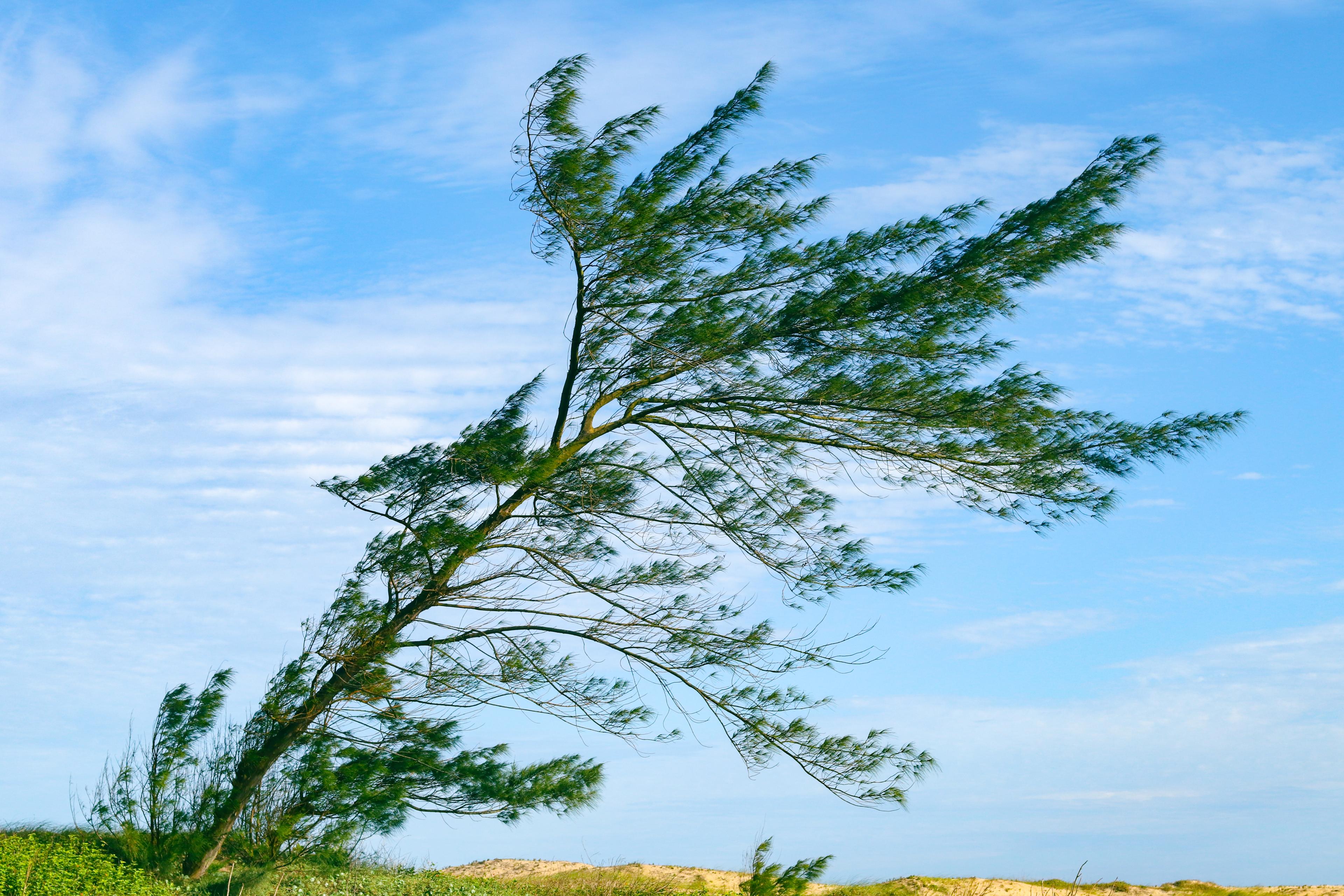 High Winds